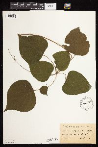 Hylodesmum glutinosum image