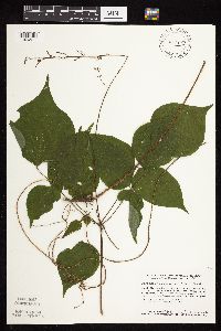 Hylodesmum glutinosum image