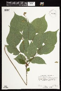 Hylodesmum glutinosum image