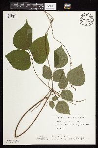 Hylodesmum glutinosum image