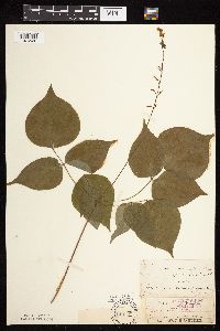 Hylodesmum glutinosum image