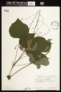 Hylodesmum glutinosum image