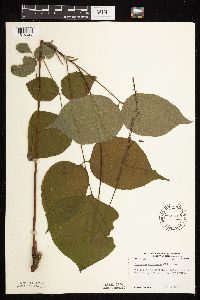 Hylodesmum glutinosum image