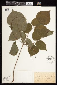 Hylodesmum glutinosum image