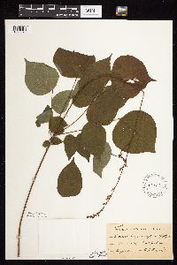 Hylodesmum glutinosum image