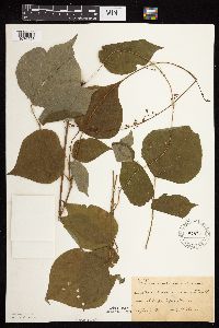 Hylodesmum glutinosum image