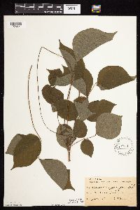 Hylodesmum glutinosum image