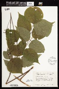 Hylodesmum glutinosum image