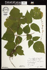 Hylodesmum glutinosum image