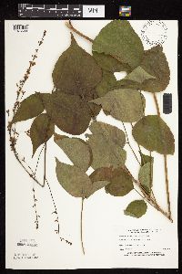 Hylodesmum glutinosum image