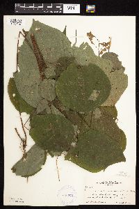 Hylodesmum glutinosum image