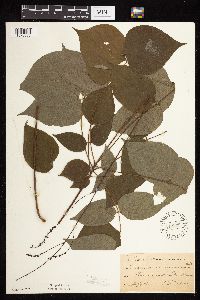 Hylodesmum glutinosum image