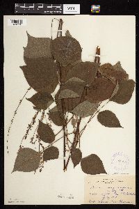 Hylodesmum glutinosum image