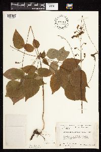 thumbnail image of current specimen
