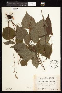 Hylodesmum glutinosum image