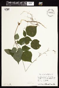 Hylodesmum glutinosum image