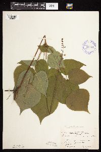 Hylodesmum glutinosum image