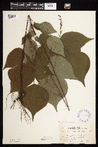 Hylodesmum glutinosum image