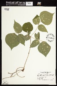 Hylodesmum glutinosum image