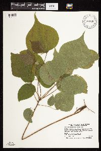 Hylodesmum glutinosum image