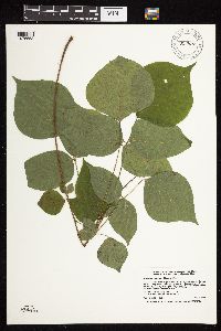Hylodesmum glutinosum image