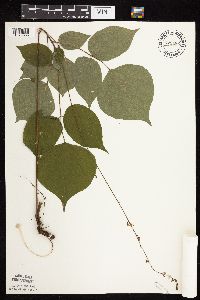 Thumbnail image of current specimen