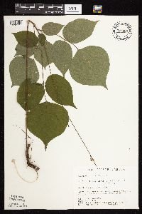 Thumbnail image of current specimen