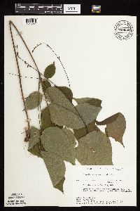 Hylodesmum glutinosum image