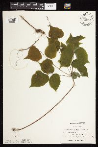 Hylodesmum glutinosum image