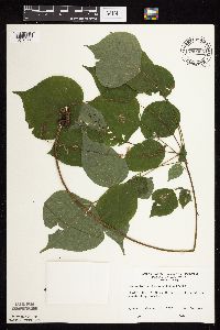 Hylodesmum glutinosum image