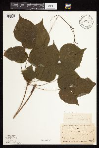 Hylodesmum glutinosum image