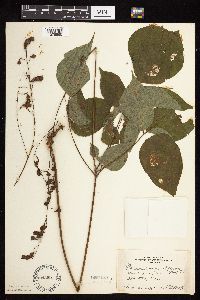 Hylodesmum glutinosum image