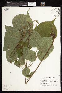 Hylodesmum glutinosum image