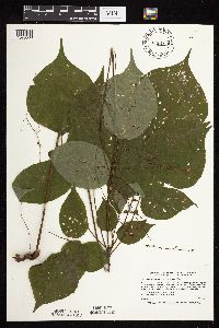 Hylodesmum glutinosum image