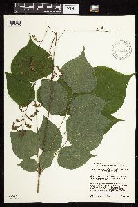 Hylodesmum glutinosum image