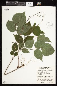 Hylodesmum glutinosum image