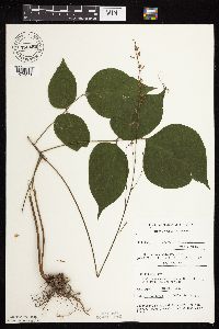Hylodesmum glutinosum image