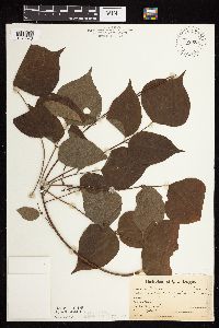 Hylodesmum glutinosum image