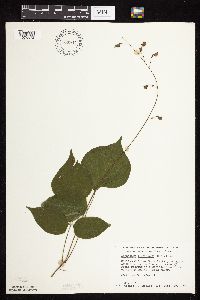 thumbnail image of current specimen