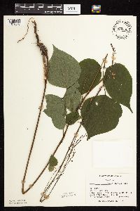 Hylodesmum glutinosum image
