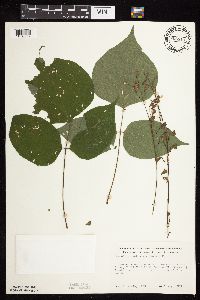 Carex trichocarpa image