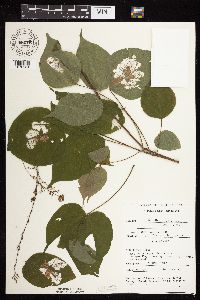 Hylodesmum glutinosum image