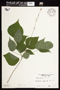 Hylodesmum glutinosum image