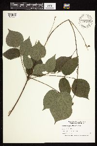 Hylodesmum glutinosum image