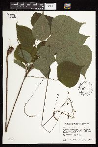 Hylodesmum glutinosum image