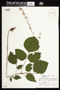 Hylodesmum glutinosum image