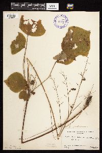 Hylodesmum glutinosum image