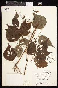 Hylodesmum glutinosum image