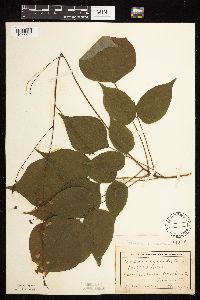 Hylodesmum glutinosum image