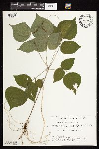 Hylodesmum glutinosum image